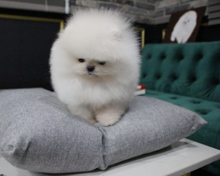Lovely white Pomeranian 
