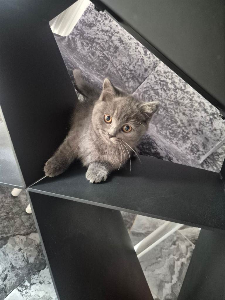 Kitten