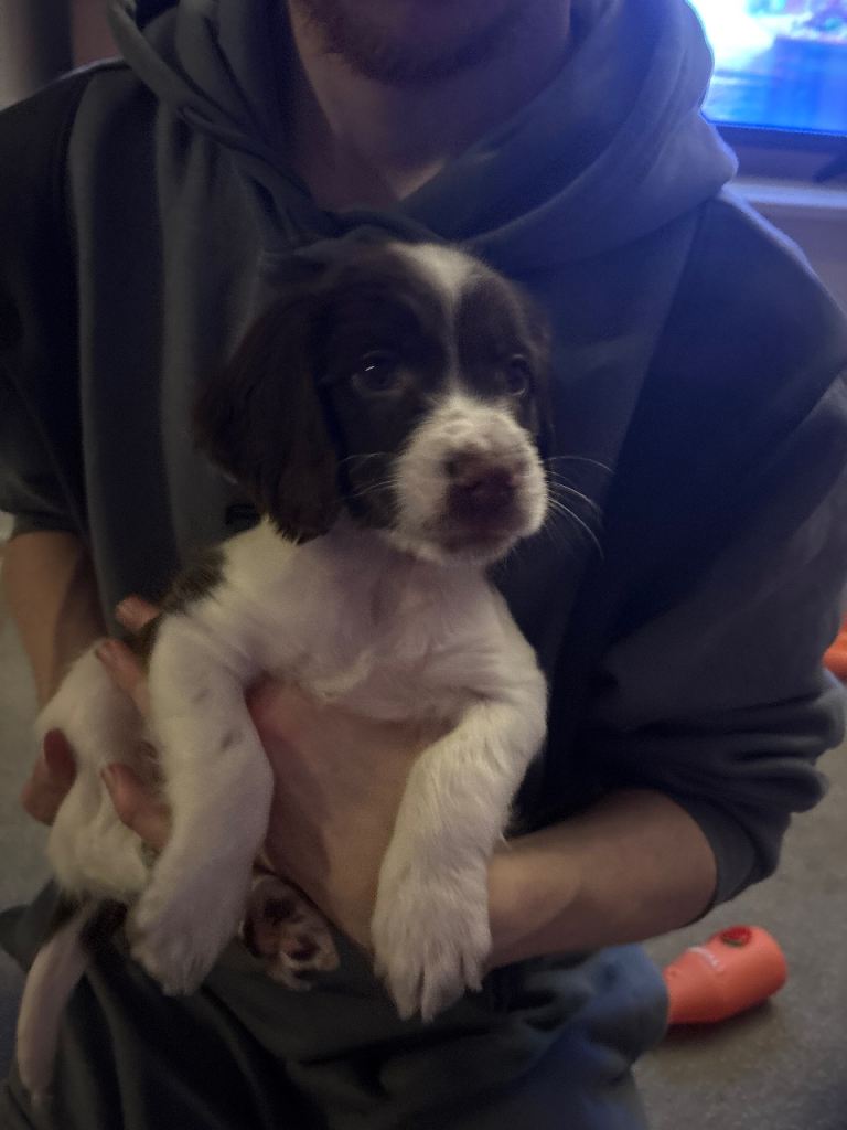 Beautiful cocker spaniel pup 450 Currently reserved!