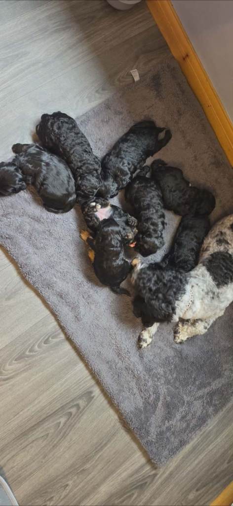 Beautiful f1b cockapoo puppies :)
