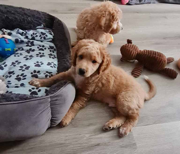 Cavapoo Puppies 