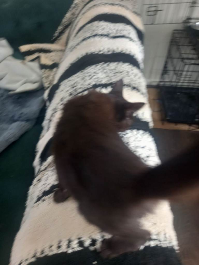 Black kitten