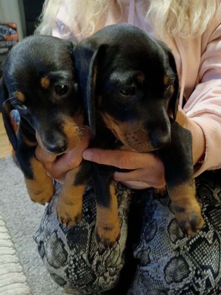 Dachshunds