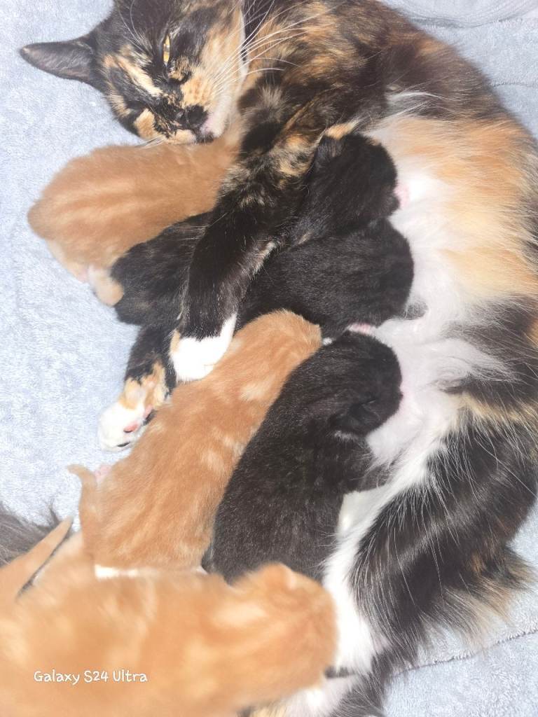 Main coon cross kittens