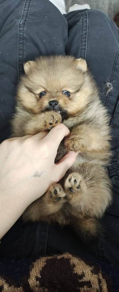 Teddy Pomeranians 