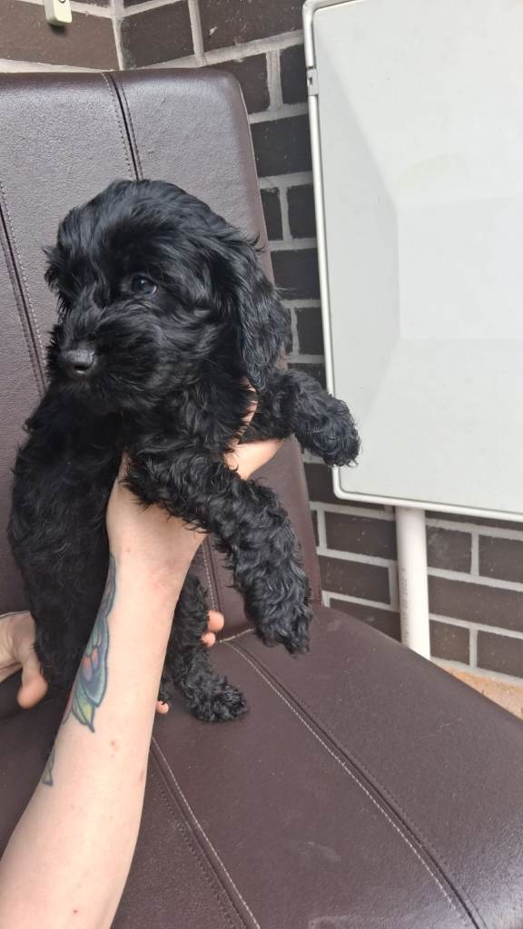 F2 cockapoo