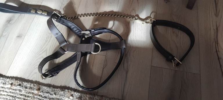 Leather Dog Harness + Lead.