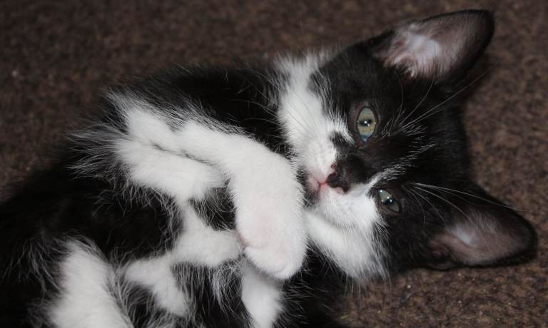 Kittens needing there forever home.