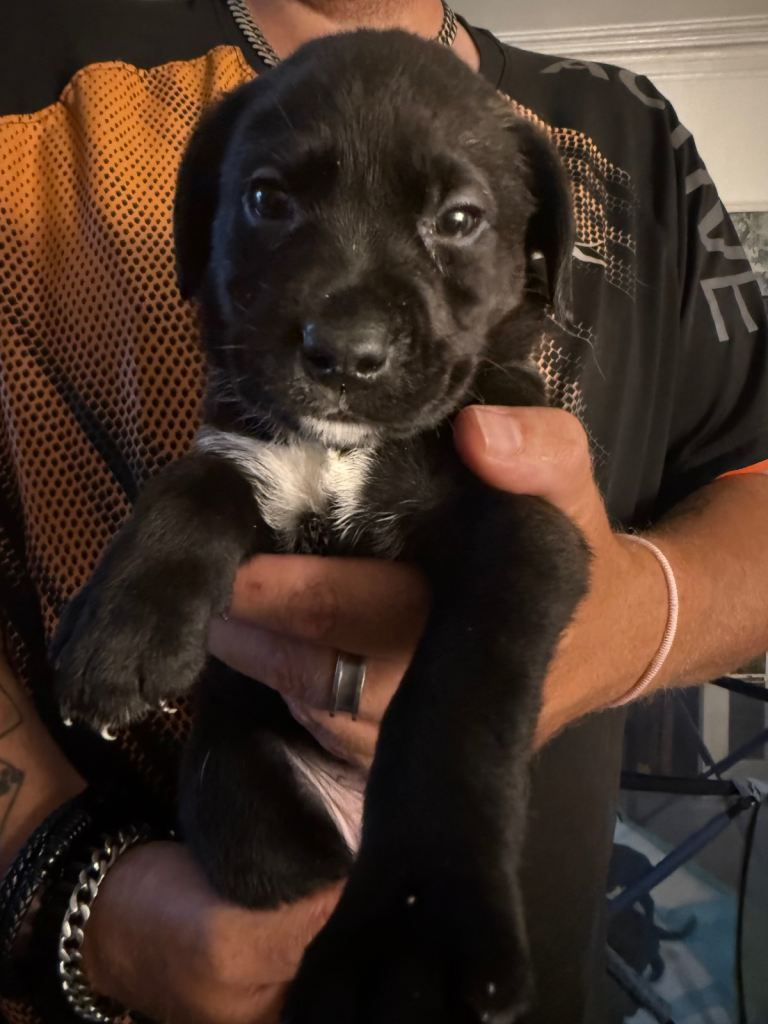 Labrador puppies 