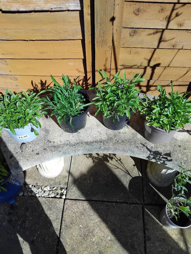 2L pot of Campula Takion Blue 