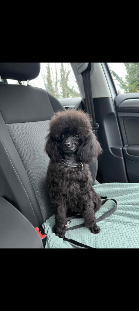 Toy poodle apricot female