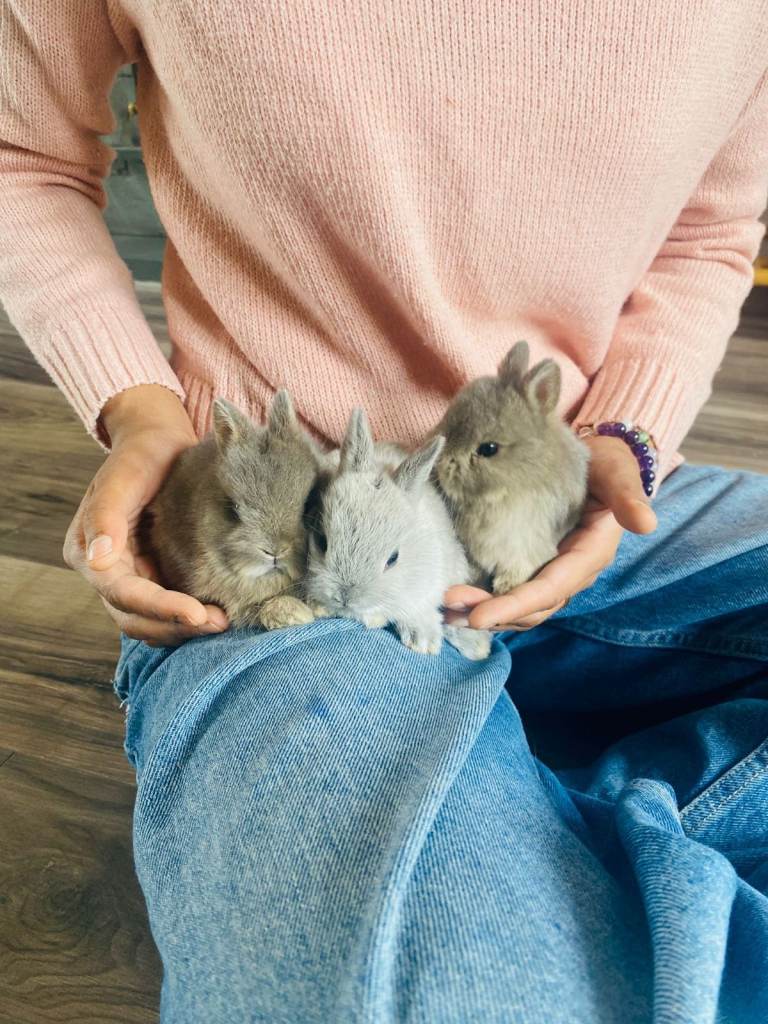 5 Beautiful purebred Netherland dwarf bunnies for sale