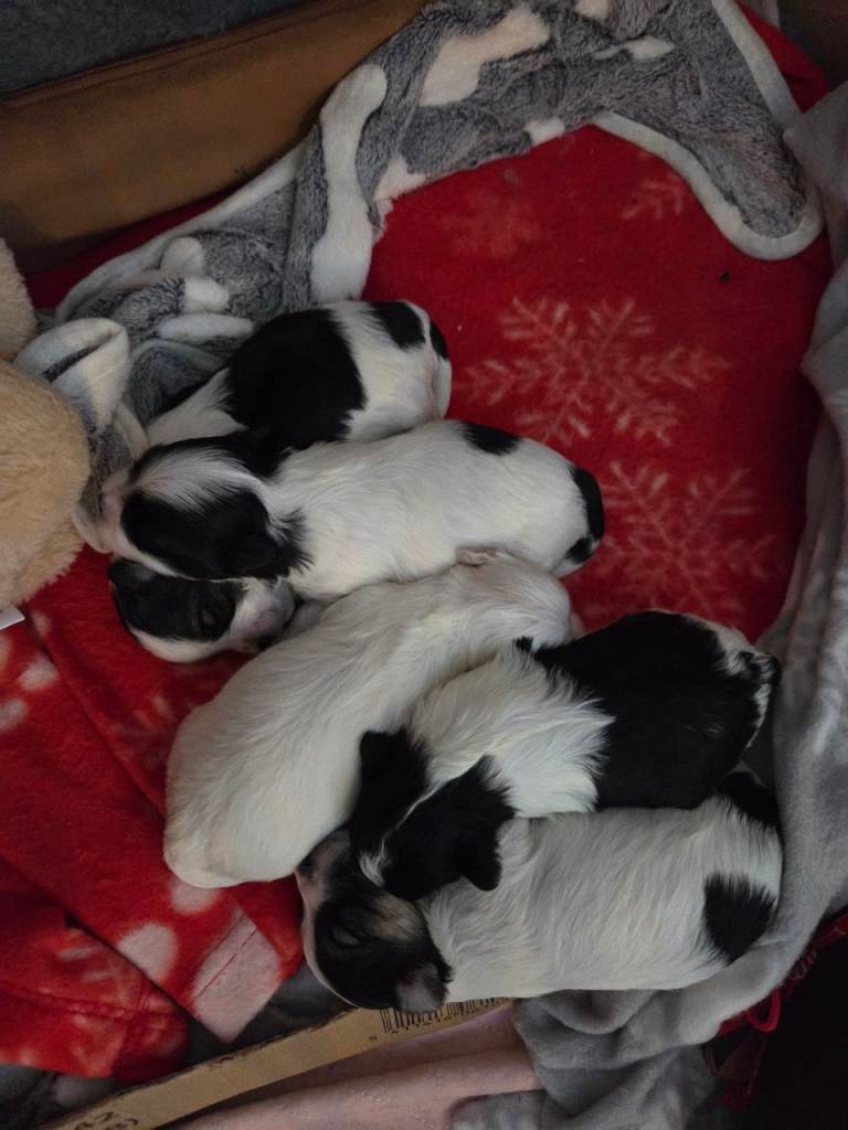 X Maltese Puppies for Sale 4 boys 1 girl