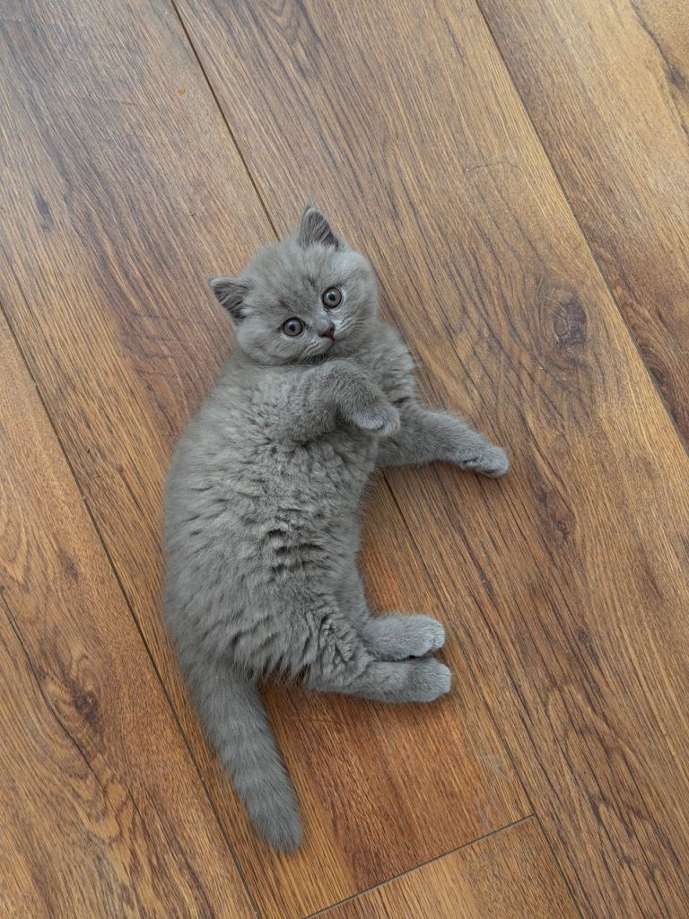 Gorgeous Lilac British Shorthair Kitten Boy with the best personality  