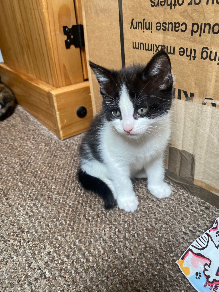 Kitten 