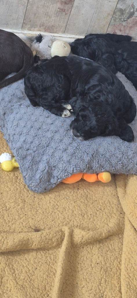 No more avaliable :) 