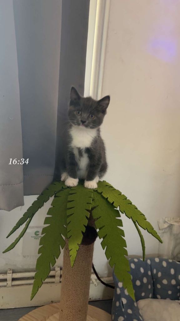 Grey female kitten 8weeks