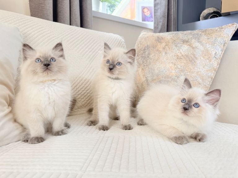 Ragdoll Kittens for Sale