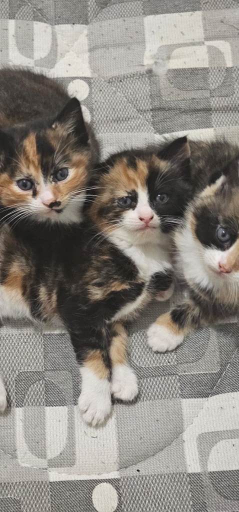 3 Gorgeous kittens for sale