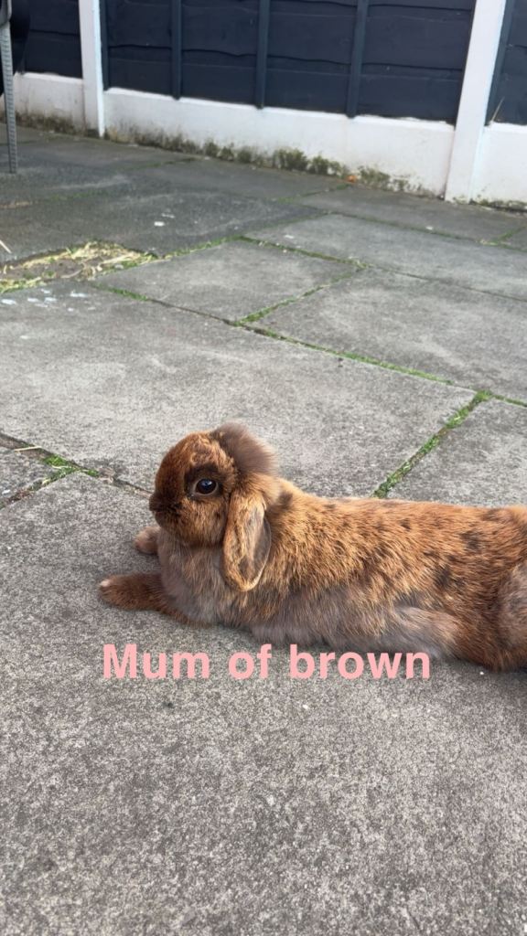 Baby mini lion lops for sale ready to leave now only two left !