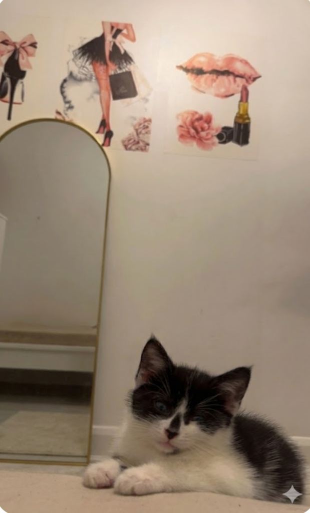 7-Week-Old Adorable Kitten for Sale