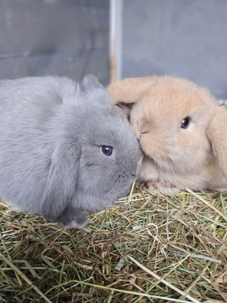 Beautiful baby rabbits for sale 10 weeks old
