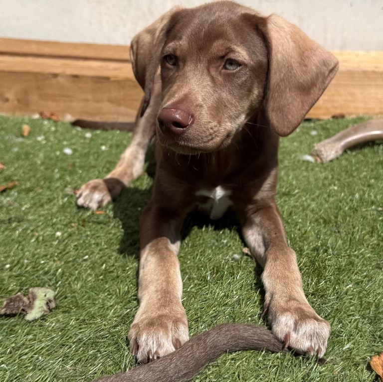 Last 2 Boys Husky Shepherd x Weim Pups Fully Vaccinated 