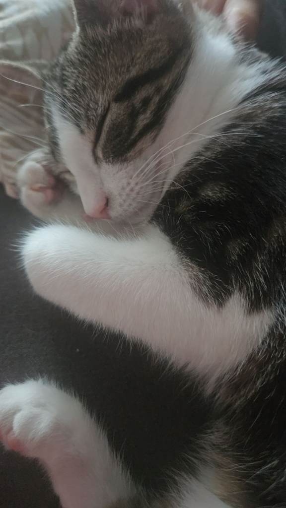 Adorable Tabby and White Kitten