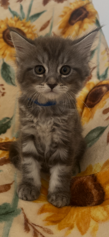 Maine Coon Kittens