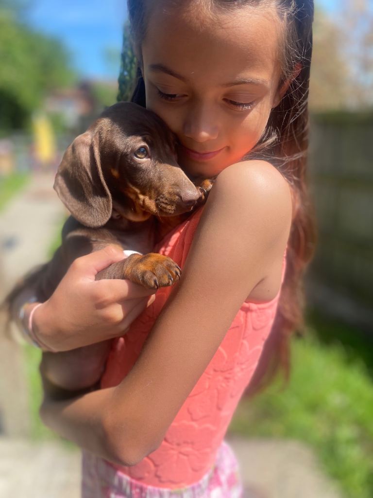 Darling Dachshunds 