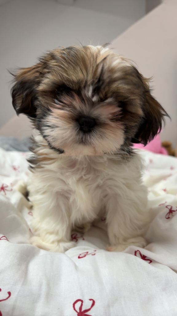 Shih Tzu puppy