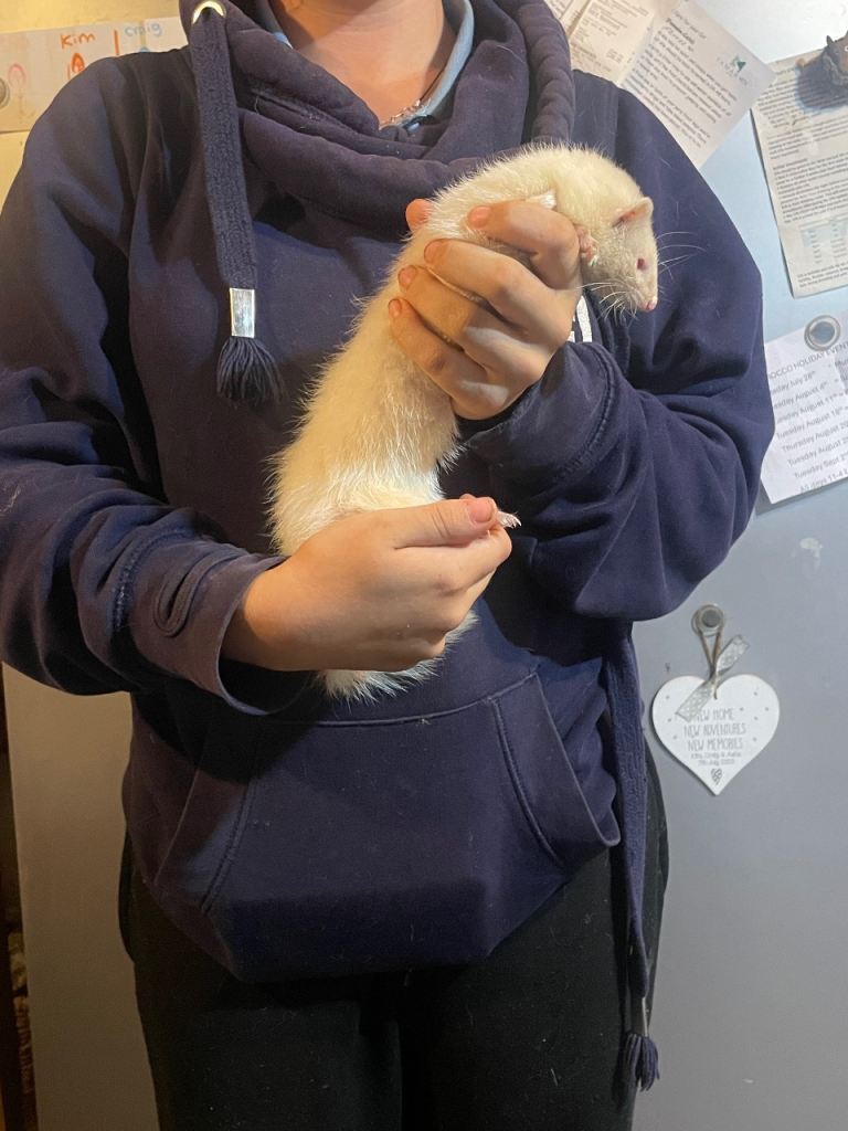 Micro x standard ferrets