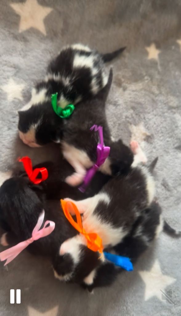 Kittens for sale 