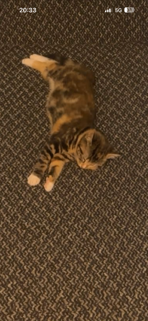 Kittens for sale 