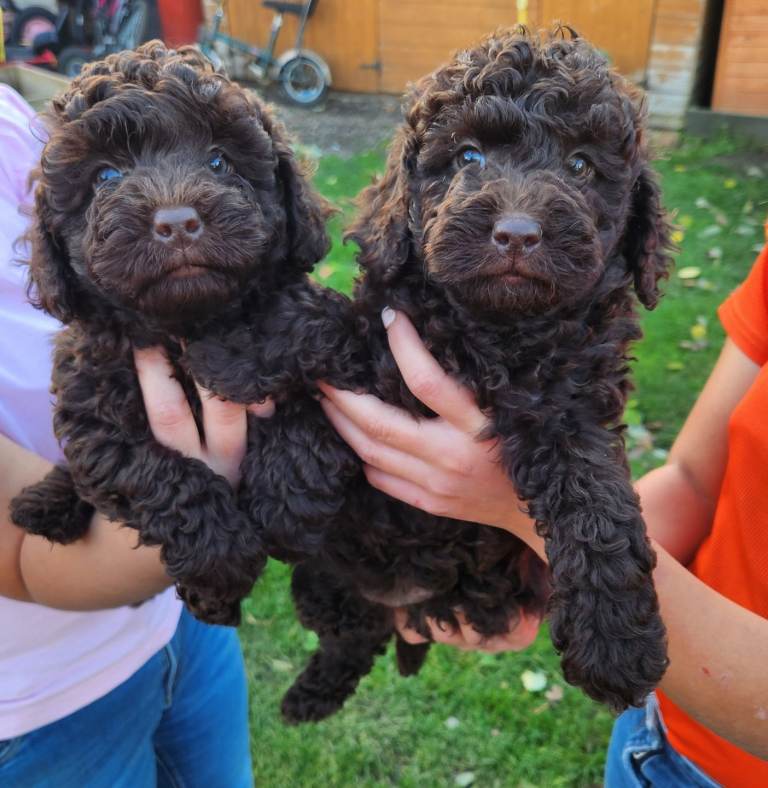 2 beautiful little cockapoo girls 