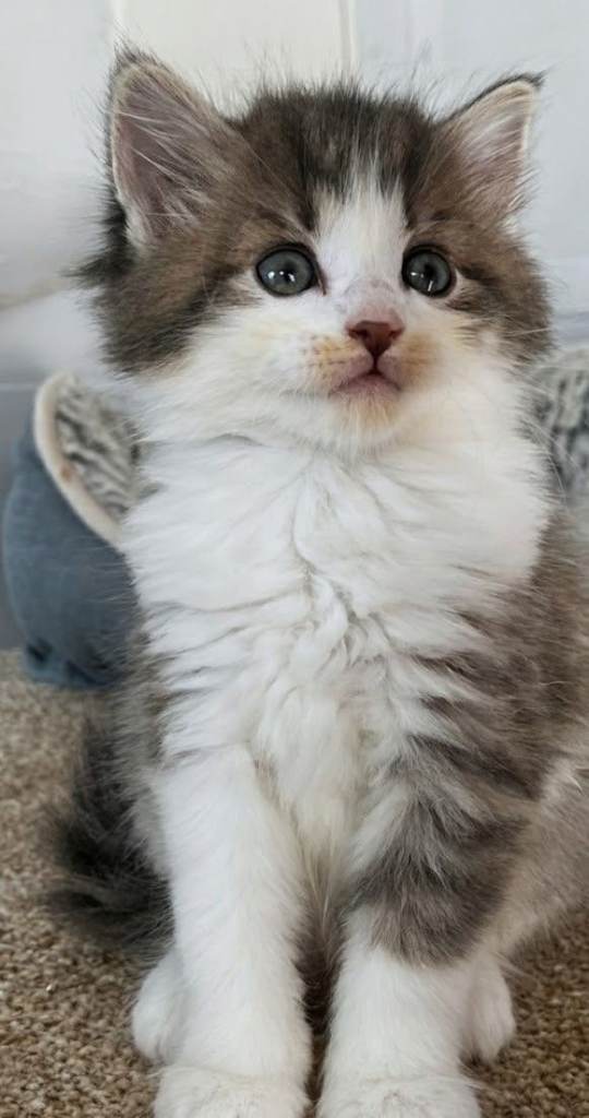 Maine Coon kittens
