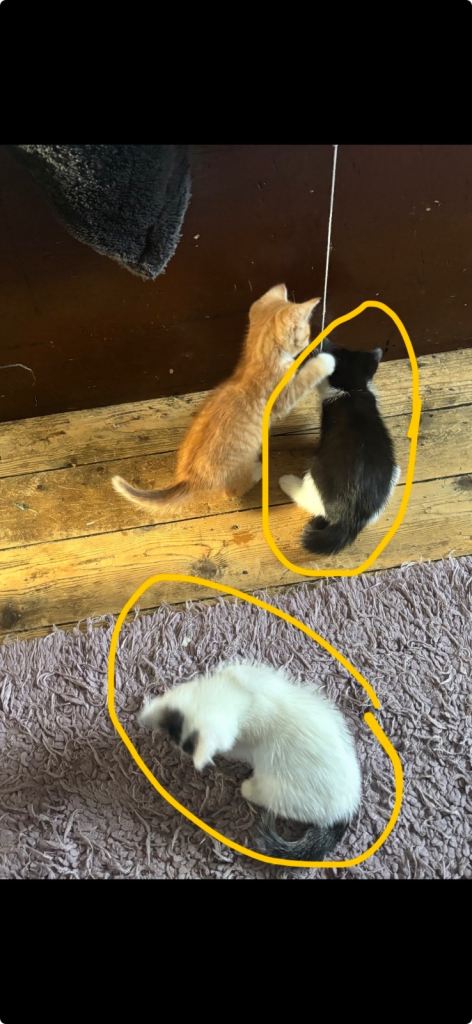 Kittens