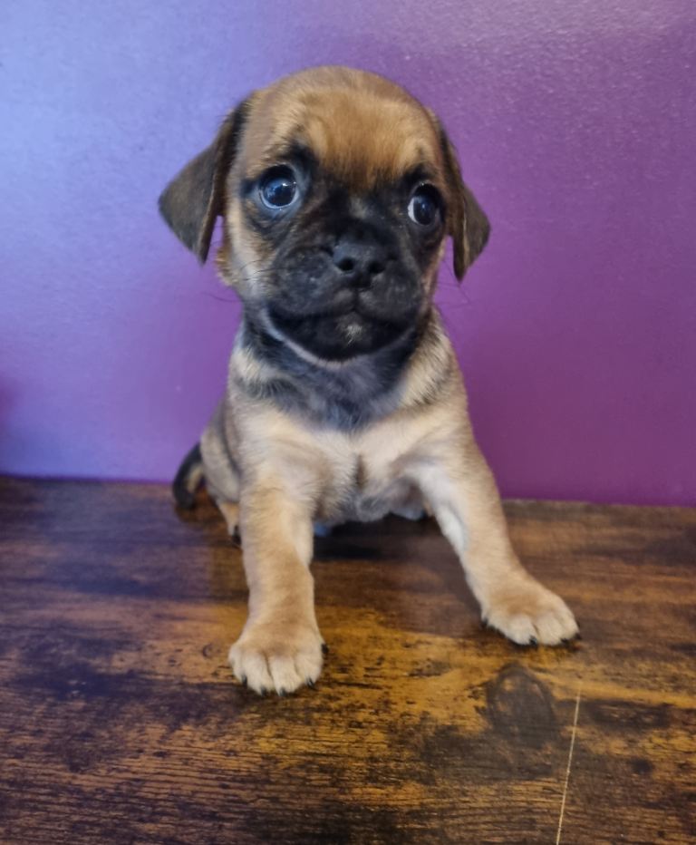 Dachshund x pug puppies 