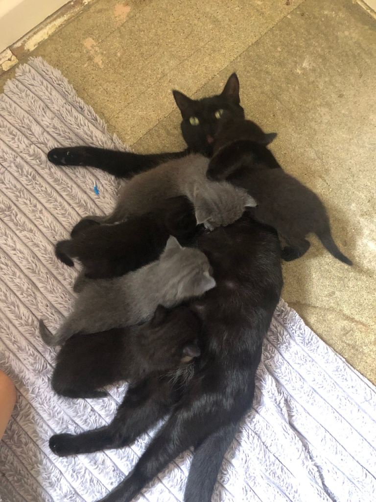 Kittens forsale