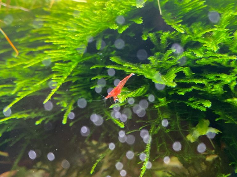Red Cherry Shrimp + 1 Free
