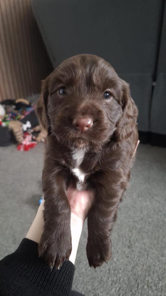 Cocker spaniel puppies for sale 