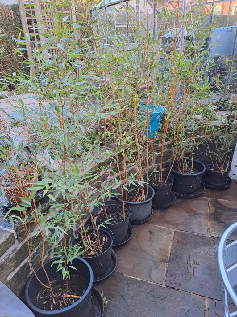 Bamboo plants