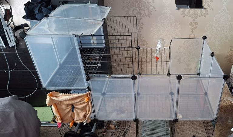 Guinea pig cage 