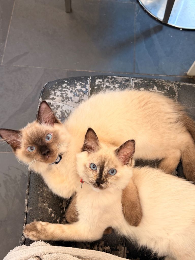 Beautiful Pure Ragdoll Kittens – Ready for Loving Homes