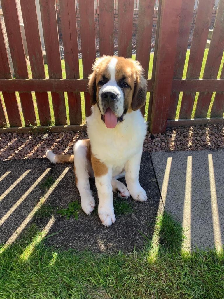 Rehoming St Bernard 