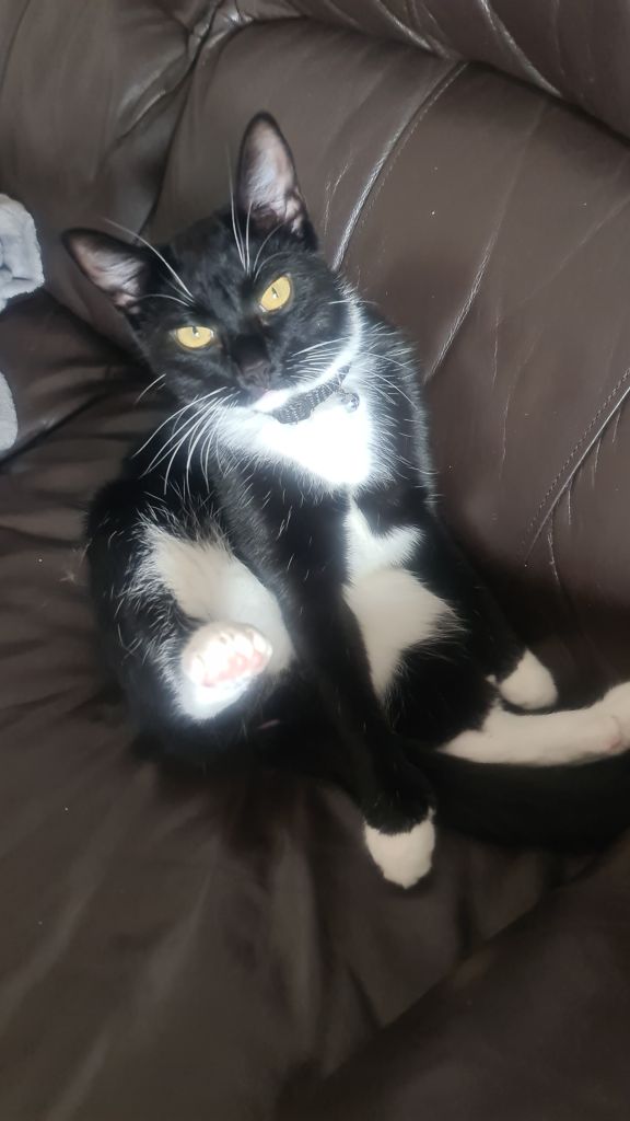 Domestic short hair.