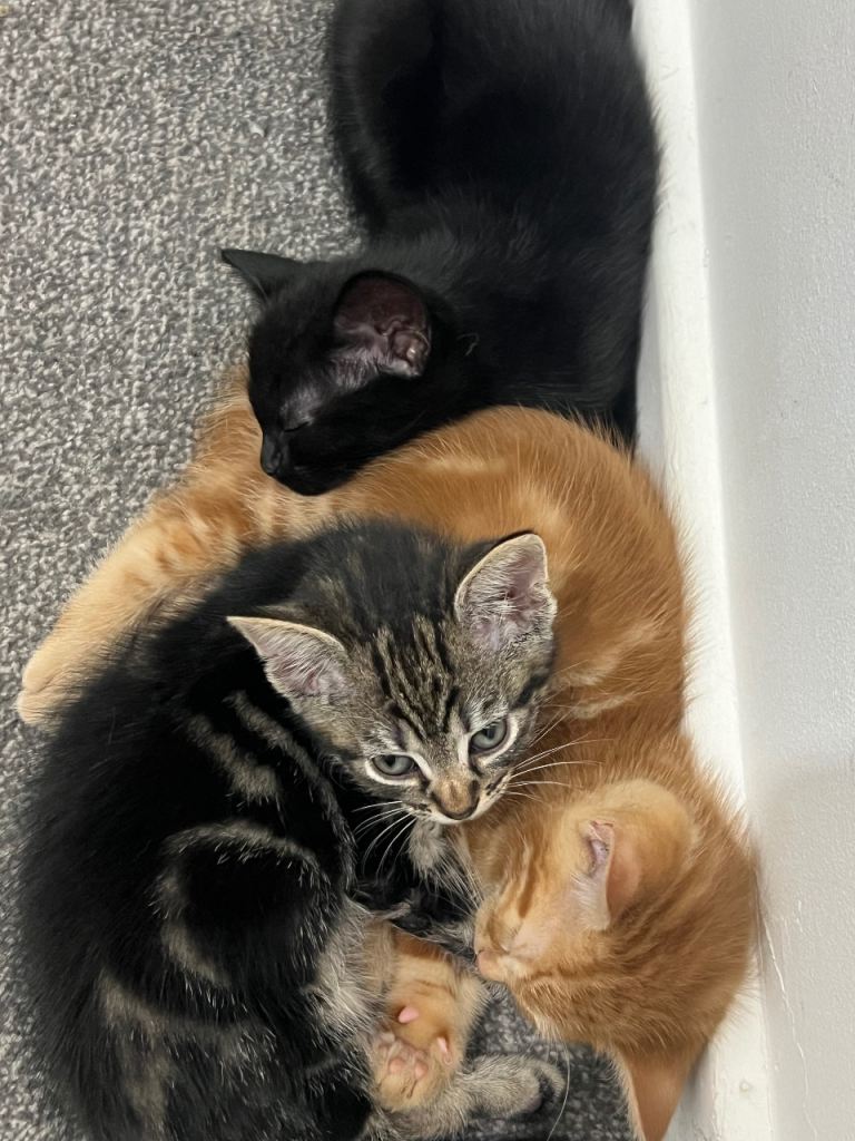 Kittens
