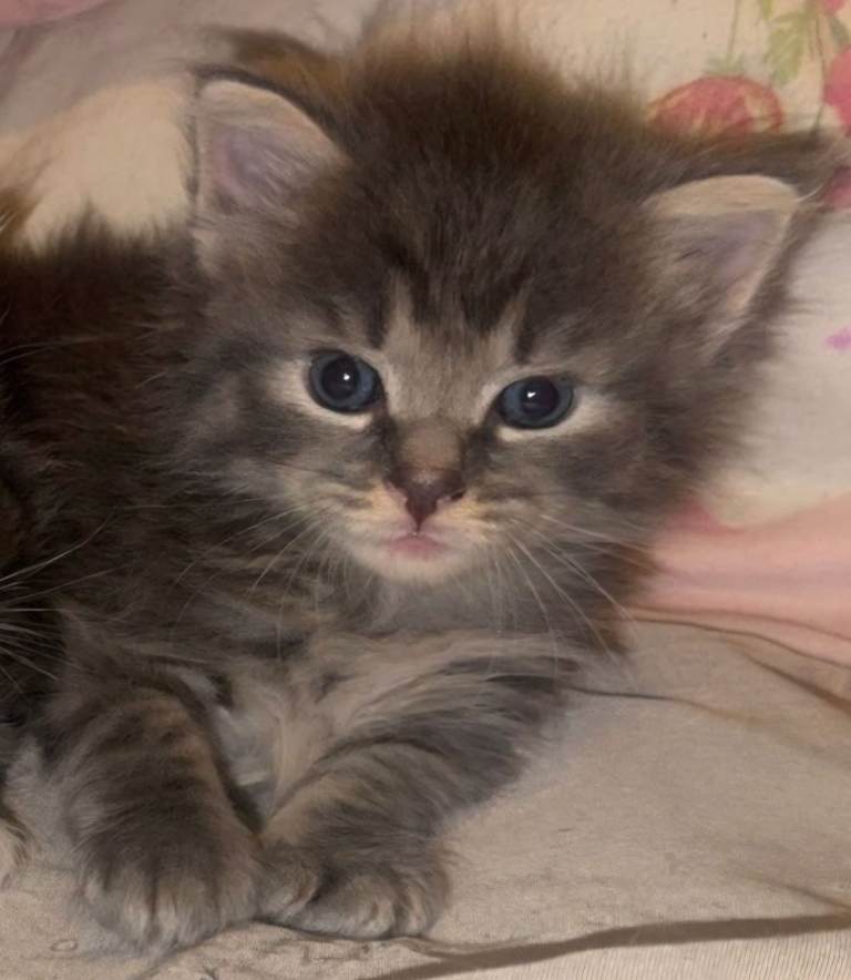 Kitten * one little girl left*