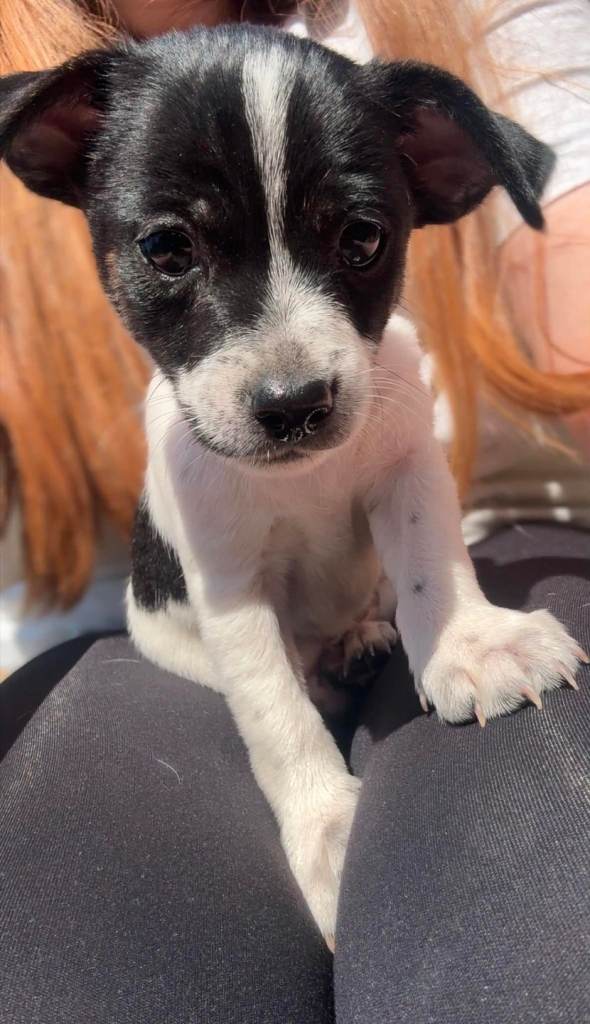 Beautiful Jackwawa puppy boy
