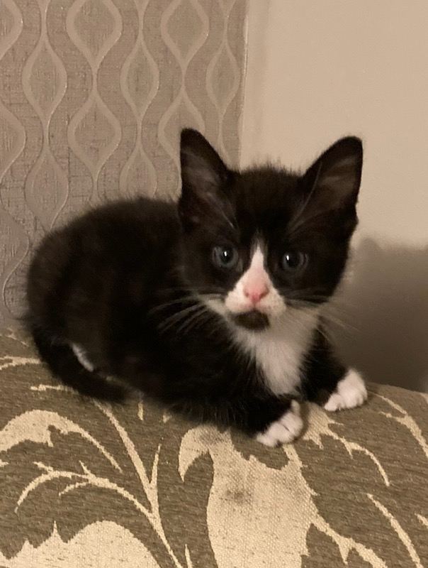 Adorable kittens for sale